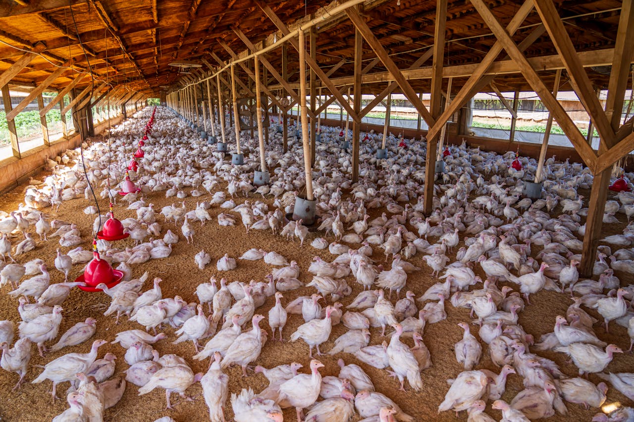 Wide-angle view of chickens inside a large indoor poultry farm with natural lighting.