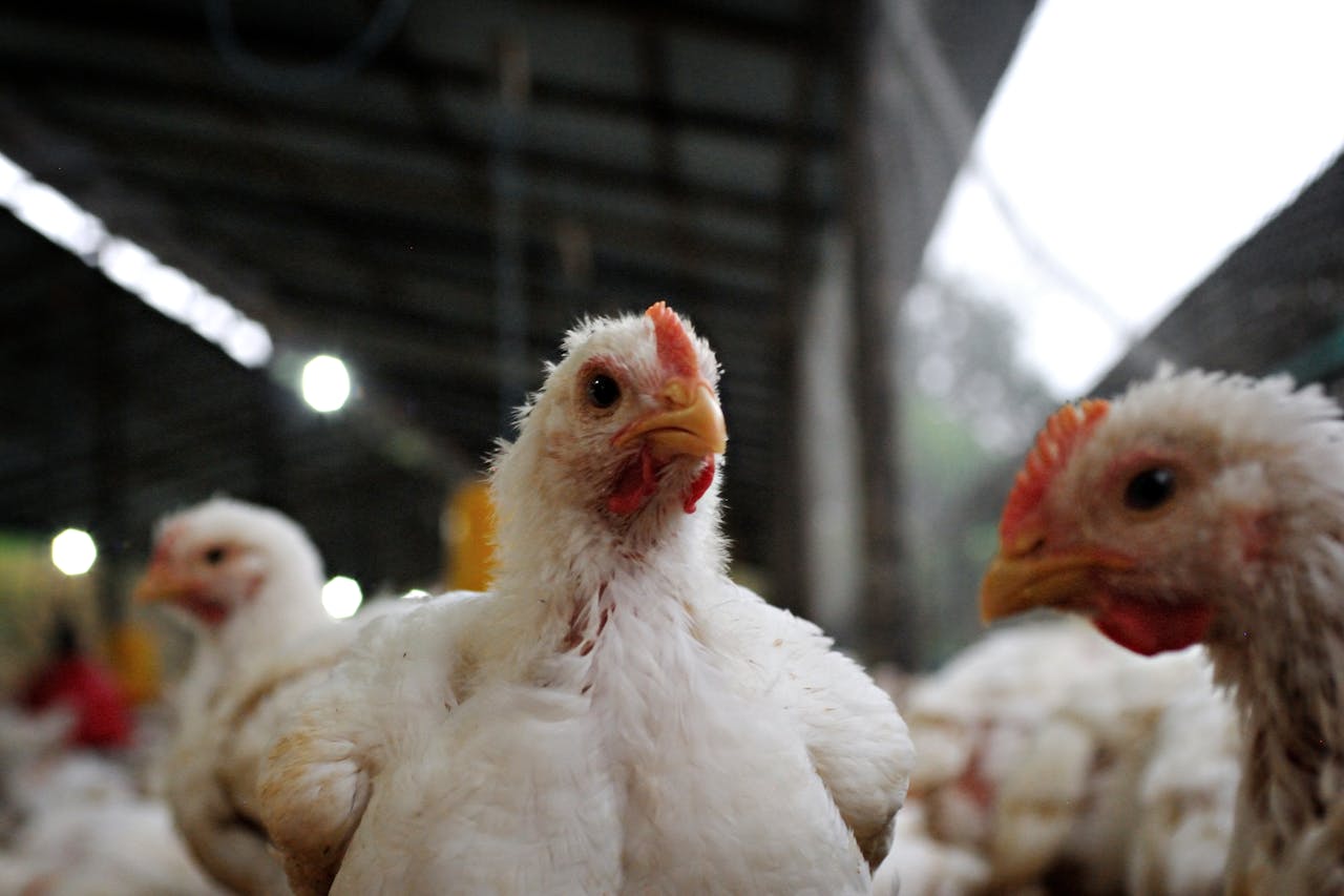 A detailed view of white chickens inside an Ecuadorian poultry farm with soft lighting.